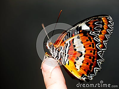 Beautiful butterfly on child finger. Stock Photo