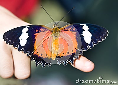Beautiful butterfly on child finger. Stock Photo