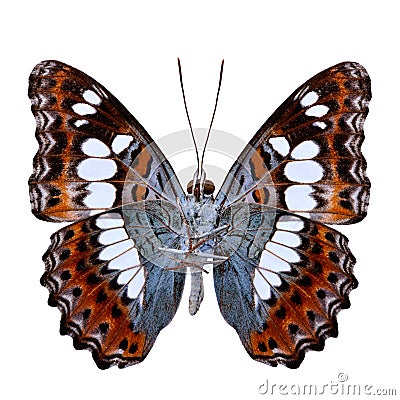 Beautiful butterfly, Common Commander (moduza procris) under win Stock Photo