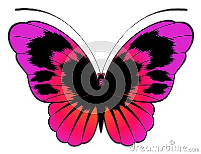 Beautiful butterfly for a design Vector Illustration