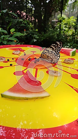 Beautiful butterfly eating papaya fruit Stock Photo