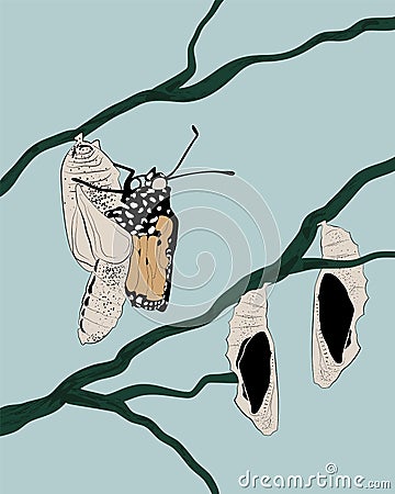 Beautiful butterfly emerge from cocoon. Butterfly life cycle. Butterfly cocoons hanging on a branch Vector Illustration