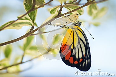 Beautiful butterfly emerged from its cocoon Stock Photo