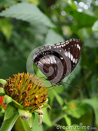 A beautiful butterfly rests gracefully on a leaf, its vibrant wings casting a spellbinding display of colors. Stock Photo