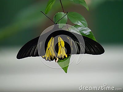 A beautiful butterfly rests gracefully on a leaf, its vibrant wings casting a spellbinding display of colors. Stock Photo