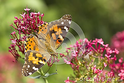 Beautiful butterfly on a flower. Stock Photo