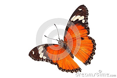 Beautiful butterfly flying isolated on white background.Tawny Coster (Acraea violae) ,Acraea terpsicore, Stock Photo