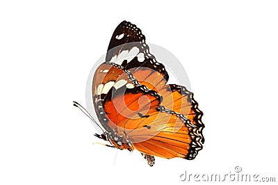 Beautiful butterfly flying isolated on white background.Tawny Coster (Acraea violae) ,Acraea terpsicore, Stock Photo