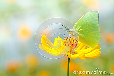 Beautiful butterfly on yellow flower Background blur. Stock Photo