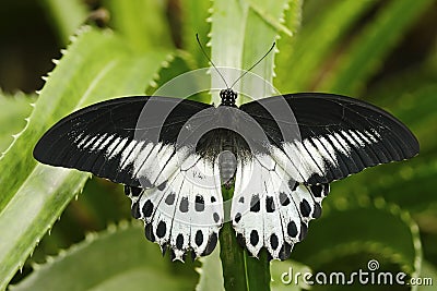 Beautiful butterfly from Indoa Blue Mormon, Papilio polymnestor, sitting on the green leaves. Insect in dark tropic forest, nature Stock Photo