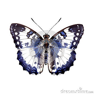 Beautiful butterfly isolated.Limenitis populi.white-blue butterfly.Moth. AI Generated Stock Photo