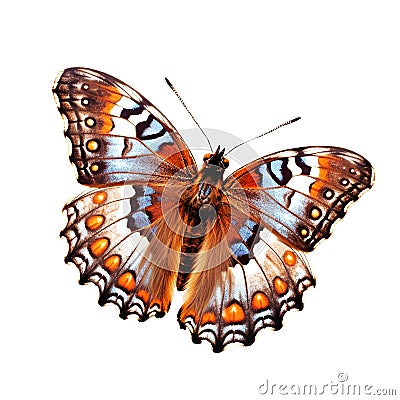 Beautiful butterfly isolated.Nymphalis antiopa.Brown butterfly.Moth. AI Generated Stock Photo