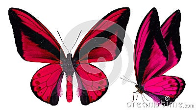 Beautiful butterfly isolated on white Stock Photo