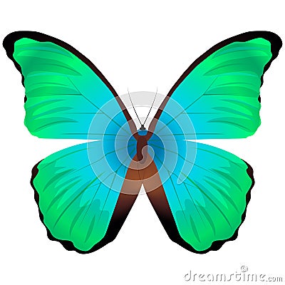 Beautiful butterfly isolated on a white background. Great orange tip glaucippe butterfly Cartoon Illustration