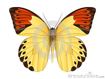 Beautiful butterfly isolated on a white background Vector Illustration