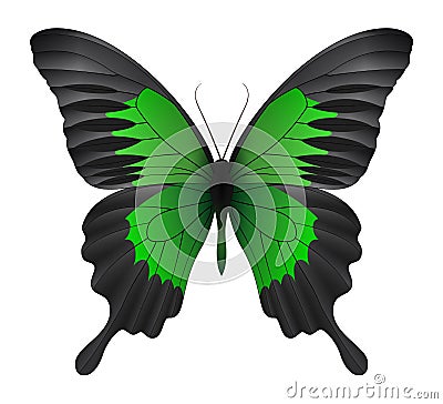 Beautiful butterfly isolated on a white background Vector Illustration