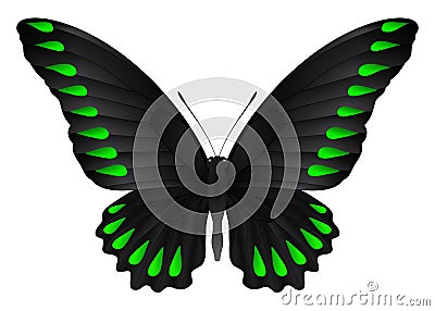 Beautiful butterfly isolated on a white background Vector Illustration