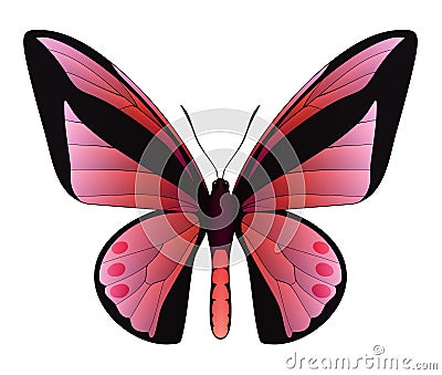 Beautiful butterfly isolated on a white background Vector Illustration