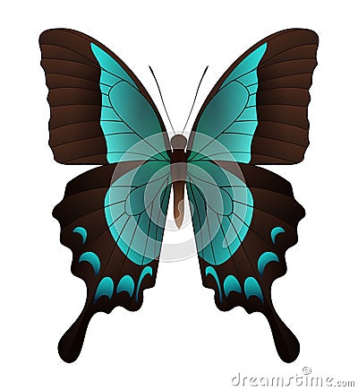 Beautiful butterfly isolated on a white background Vector Illustration