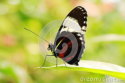 A beautiful butterfly on the leaf Stock Photo