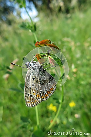 Butterfly on lathyrus flower in the meadow, closeup Stock Photo