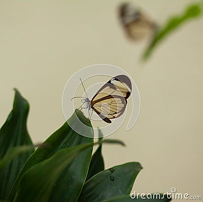 Beautiful butterfly, Nero Glasswing Stock Photo