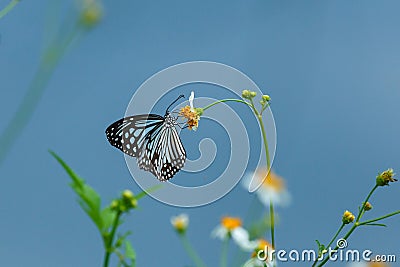 Beautiful butterfly on orange flower Background blur. Stock Photo