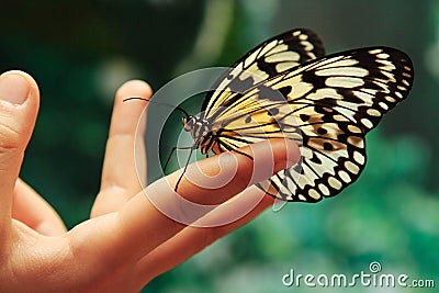 Beautiful butterfly outdoors Stock Photo