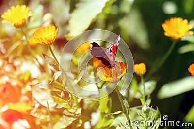 Beautiful butterfly sits on a marigolds Calendula in close up. Medicine flowers Stock Photo