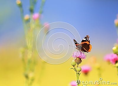 Beautiful butterfly sitting on a barbed flowers in summer on a S Stock Photo