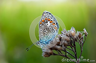 Beautiful butterfly sitting on flower and feeding. Macro detail of tiny creature. Spring season, Czech republic Stock Photo
