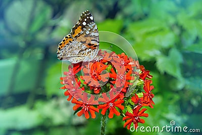 A beautiful butterfly is sitting on the flower. Lychnis chalcedonica Stock Photo