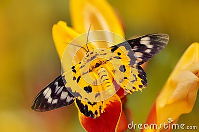 Beautiful butterfly sitting on the red yellow flower. Yellow insect in the nature green forest habitat, south of Asia. Moth in the Stock Photo