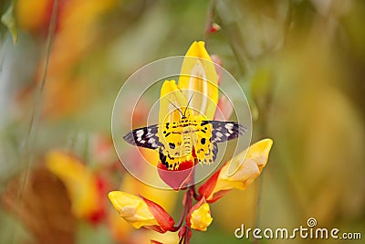 Beautiful butterfly sitting on the red yellow flower. Yellow insect in the nature green forest habitat, south of Asia. Moth in the Stock Photo