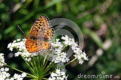 The beautiful butterfly sitting on a white flower Stock Photo