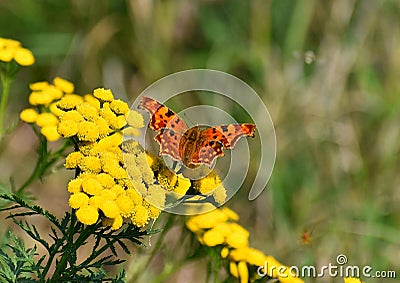 Beautiful butterfly sitting on yellows. Stock Photo