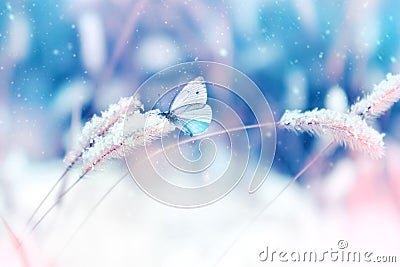 Beautiful butterfly in the snow on the wild grass on a blue and pink background. Snowing. Artistic winter christmas natural image. Stock Photo