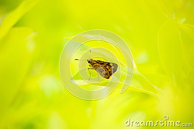 Beautiful butterfly is standing on leaves under sunrise light in Stock Photo