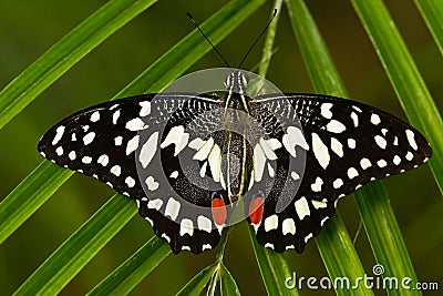 Beautiful butterfly from Tanzania. Citrus swallowtail, Papilio demodocus, sitting on the green leaves. Insect in dark tropic fores Stock Photo