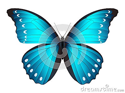 Beautiful butterfly on a white background Vector Illustration