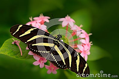 Beautiful butterfly Zebra Longwing, Heliconius charitonius. Butterfly in nature habitat. Nice insect from Costa Rica. Butterfly in Stock Photo