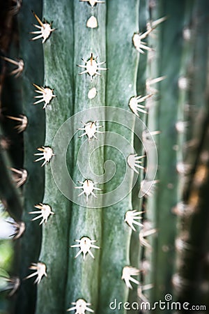 Beautiful Cactus in the garden, close up detail Stock Photo