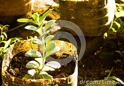 beautiful cactus group plant, galle sri lanka Stock Photo