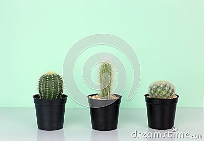 Beautiful cactus plant arrange on white against solft green background Stock Photo