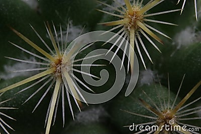 Beautiful cactus with skewered spines to fend off predators self-defense protection Stock Photo