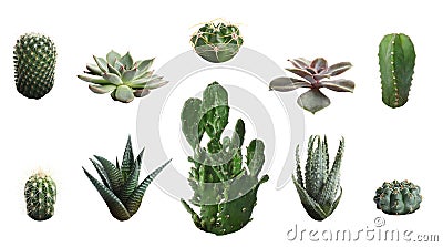 Beautiful cactus on white Stock Photo