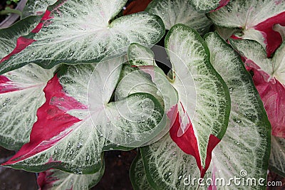 Beautiful caladium bicolor white spotted and red Stock Photo