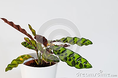 Calathea lancifolia plant (peacock plant) on a white background in a modern apartment. Stock Photo