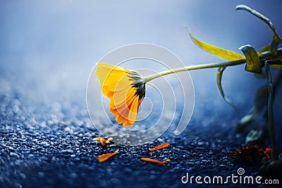 A beautiful calendula flower fading, dropping yellow petals on the asphalt, illuminated by sunlight. Medicinal herbs Stock Photo