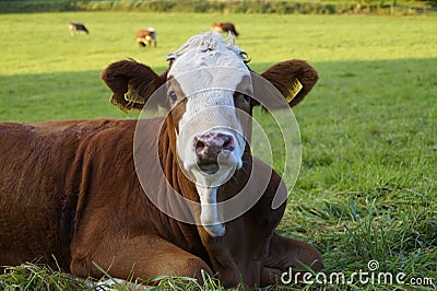 a beautiful calf resting on the green meadow in the Bavarian village Birkach in Germany Editorial Stock Photo